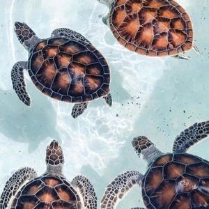 Meet your Posher, Sidney